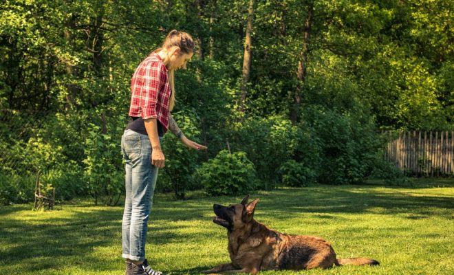How to Become a Dog Trainer & Get a Certification Online 1 A person petting a deer Description automatically generated with medium confidence