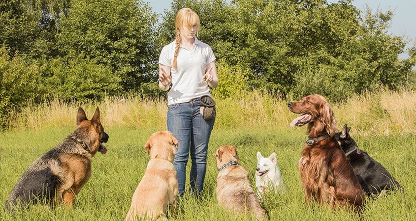 A person walking with a group of dogs Description automatically generated with medium confidence