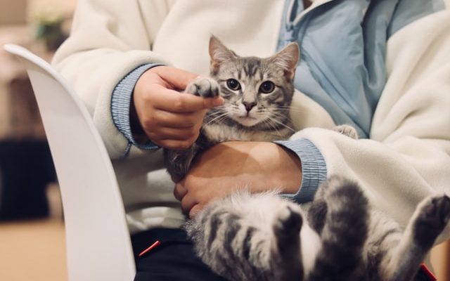 5 Tips for Those Considering a Career as a Vet 1 werzk luuuuuuu tDlo2ZPlQlU unsplash